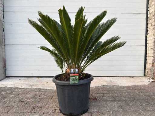Vredespalm - Cycas Revoluta - hoogte ca. 90 cm
