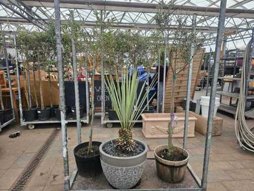 Exklusives Garten-Set: 2x Olivenbaum & 1x Yucca Rostrata in dekorativen Gefäßen