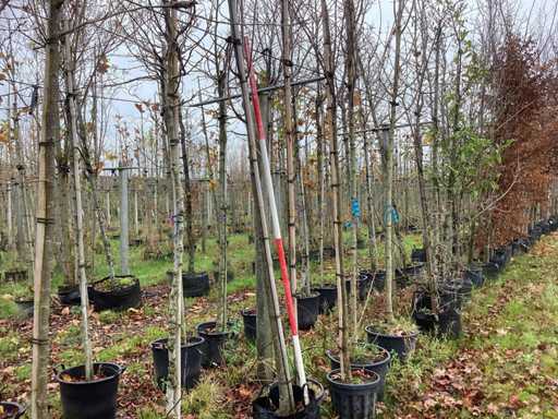 Jarz?bina – drzewa parkowe