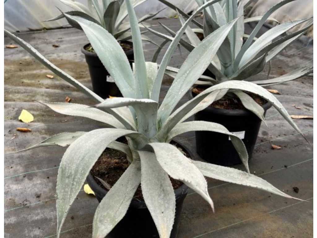 Winter Agave