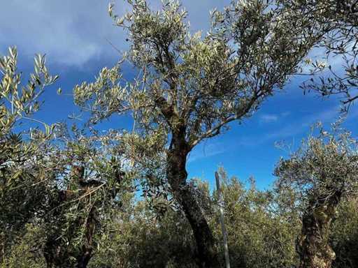 Olive Trees in Pots ( 3x)