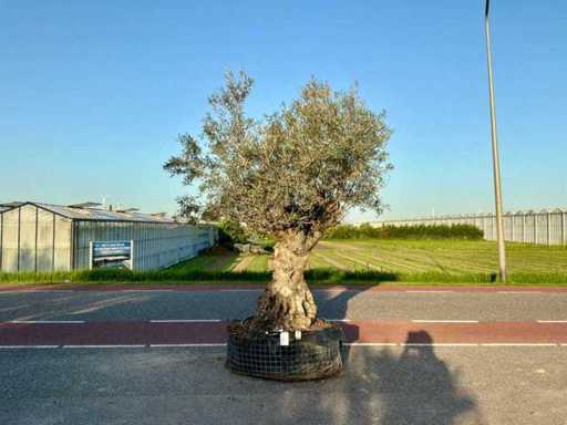Olijfboom (Olea Europaea Lessini)