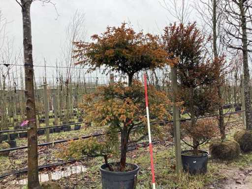 Venijnboom - Copac topiar