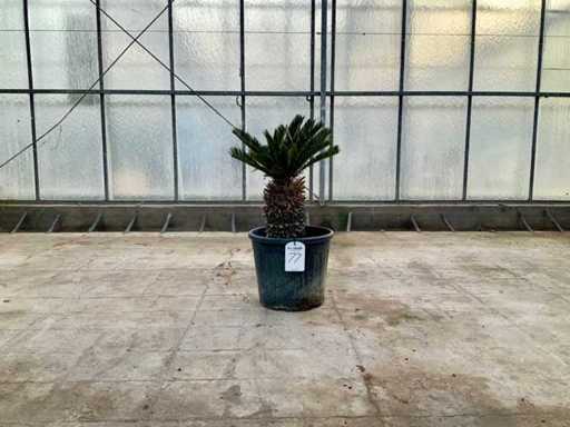 Palmboom (Cycas Revoluta)