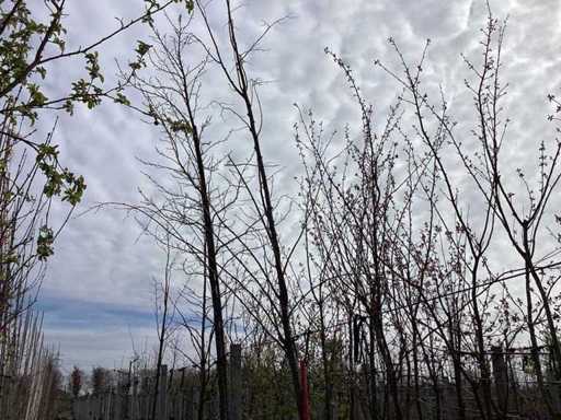 Tiglio a foglia piccola - Albero topiario