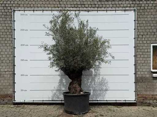 Olive tree Bonsai - Olea Europaea - approx. 80 years old - height approx. 280 cm