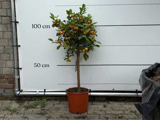 Calamondine - Calamondine agrume - hauteur environ 110 cm