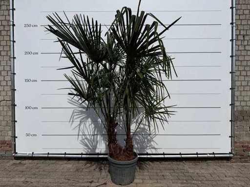 Chinese fan palm double stem - Trachycarpus Fortunei - height approx. 250 cm
