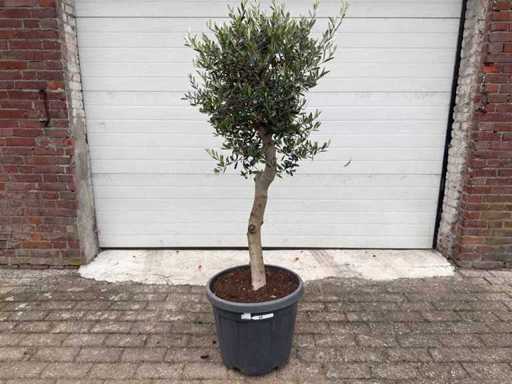 Olive tree Florida - Olea Europaea - Height approx. 170 cm 