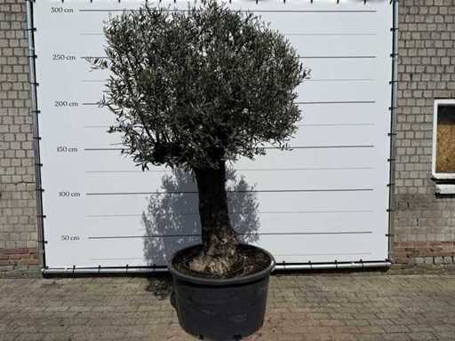 Olive tree old trunk - Olea Europaea - approx. 75 years old - height approx. 260 cm