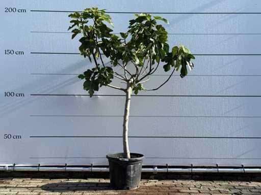 Fig tree low trunk XL - Ficus Carica - height approx. 200 cm