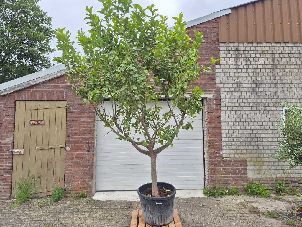 Lemon tree - Citrus Limon - height approx. 350 cm