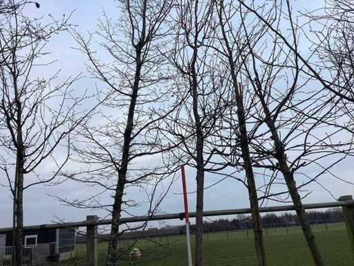 Măr ornamental roșu - Copac ornamental