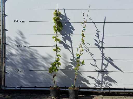 2x Vitina bianca - Vitis vinifera - altezza circa 150 cm