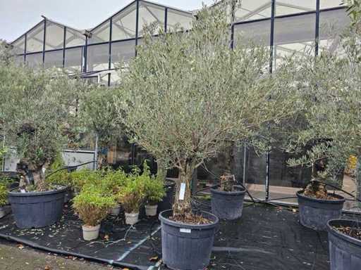 Prachtvoller Olivenbaum (100-120 Jahre) - Winterhart & Mediterran