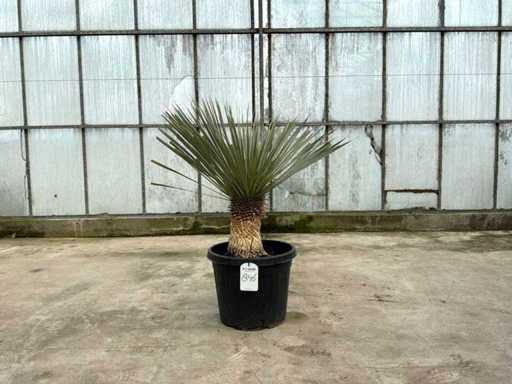 Palm tree (Yucca rostrata)