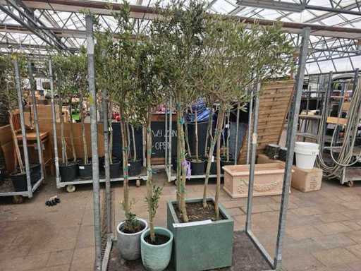 Set exclusiv pentru măslini - 6 copaci în 3 ghivece de design