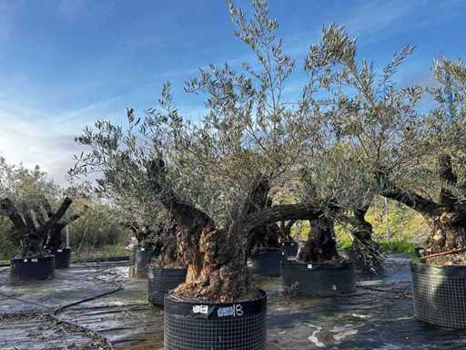 Centuries-old olive tree in basket
