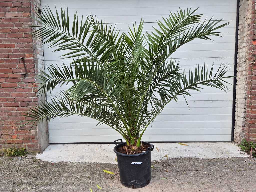 Canary Date palm - Phoenix Canariensis - Mediterranean tree - height approx. 180 cm