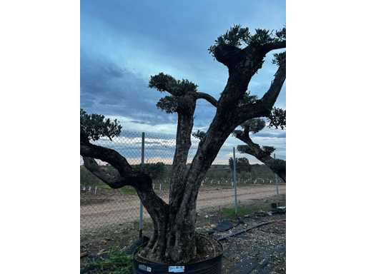  OLEA EUROPEA POM POM SECOLARE  