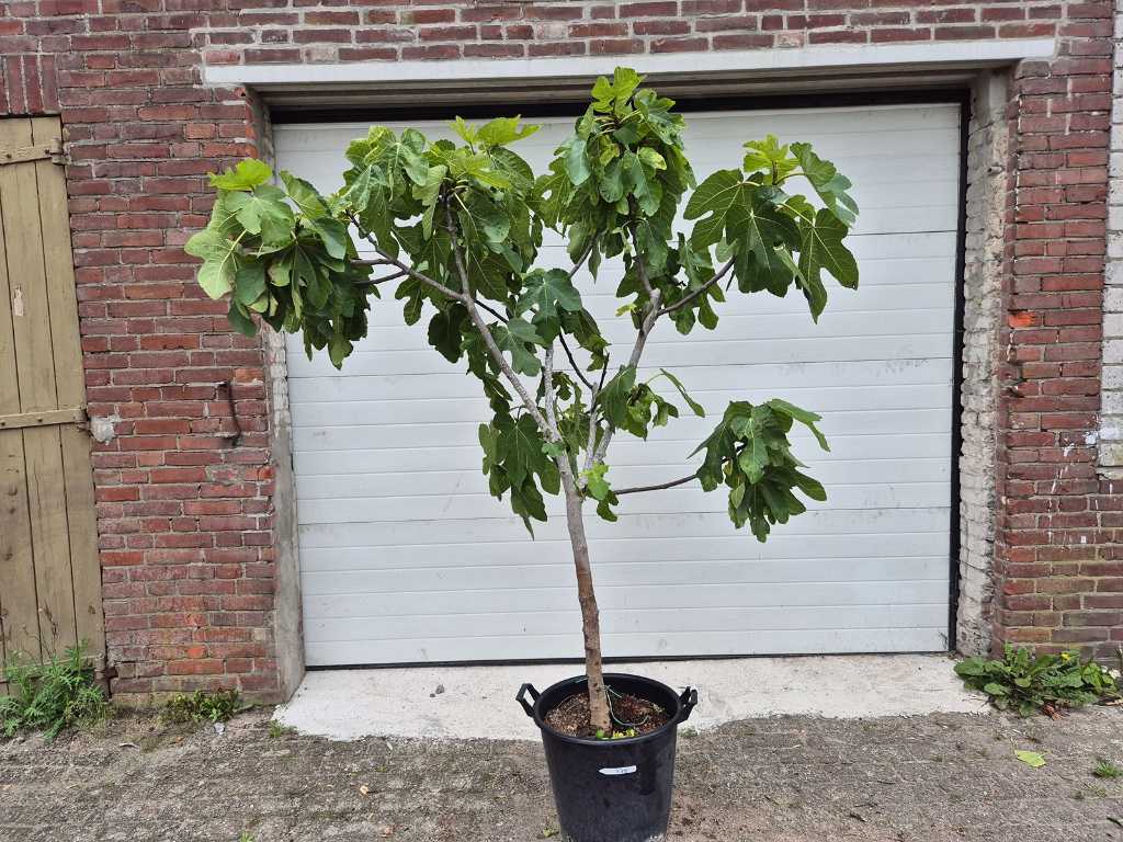 Vijgenboom - Ficus Carica - Vrucht- / fruitboom - hoogte ca. 180 cm