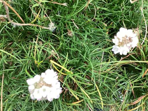 Vaste planten - Engels gras (x100)