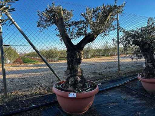 Tarrina Olive Tree