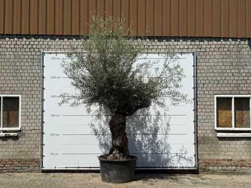 Bonsai de măslin - Olea Europaea - aprox. 80 de ani - înălțime aprox. 280 cm