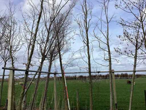 Groene Zuilbeuk - Vormboom