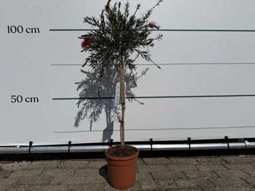 Callistemon op stam - Callistemon Splendens - hoogte ca. 90 cm