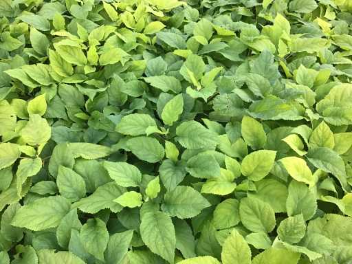 Hortensiasoort - Hydrangea Annabelle (x50)