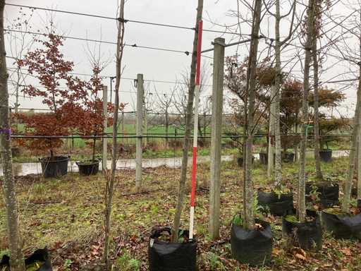 Măr ornamental - Pom fructifer / pom fructifer