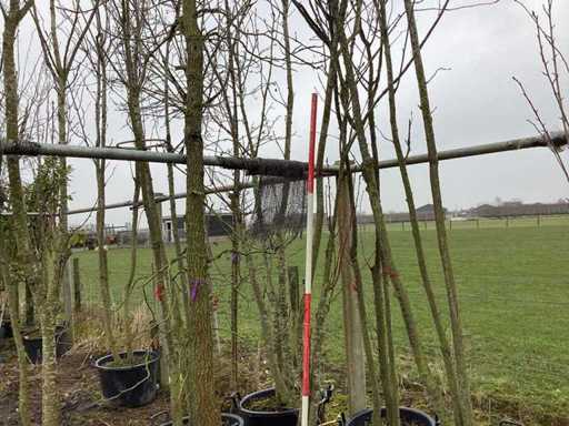 Cireșul ornamental japonez - Pom cu mai multe tulpini