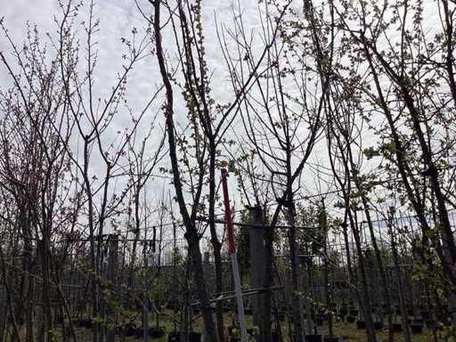 Ciliegio giapponese - Alberi a steli multipli