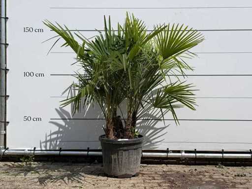 Triple tronc en éventail chinois - Trachycarpus Fortunei - hauteur environ 150 cm