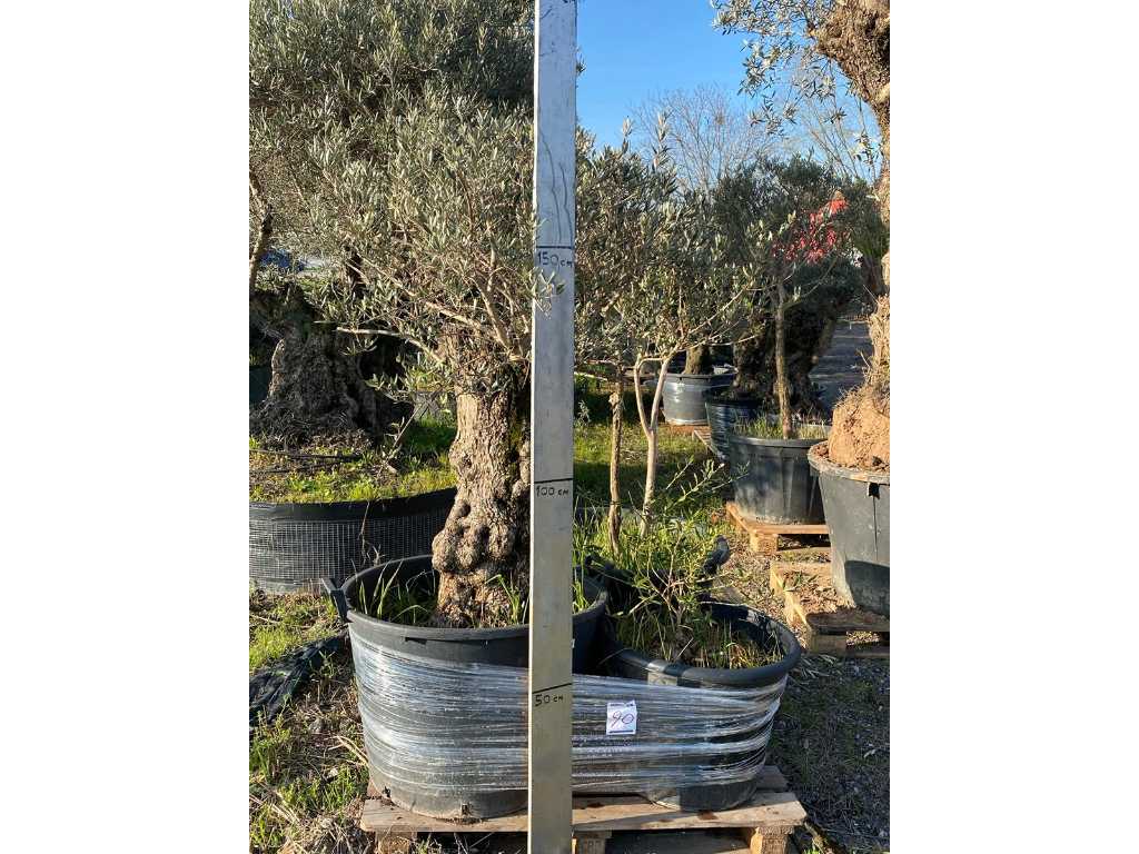 Doniczkowe drzewa oliwne (3x)