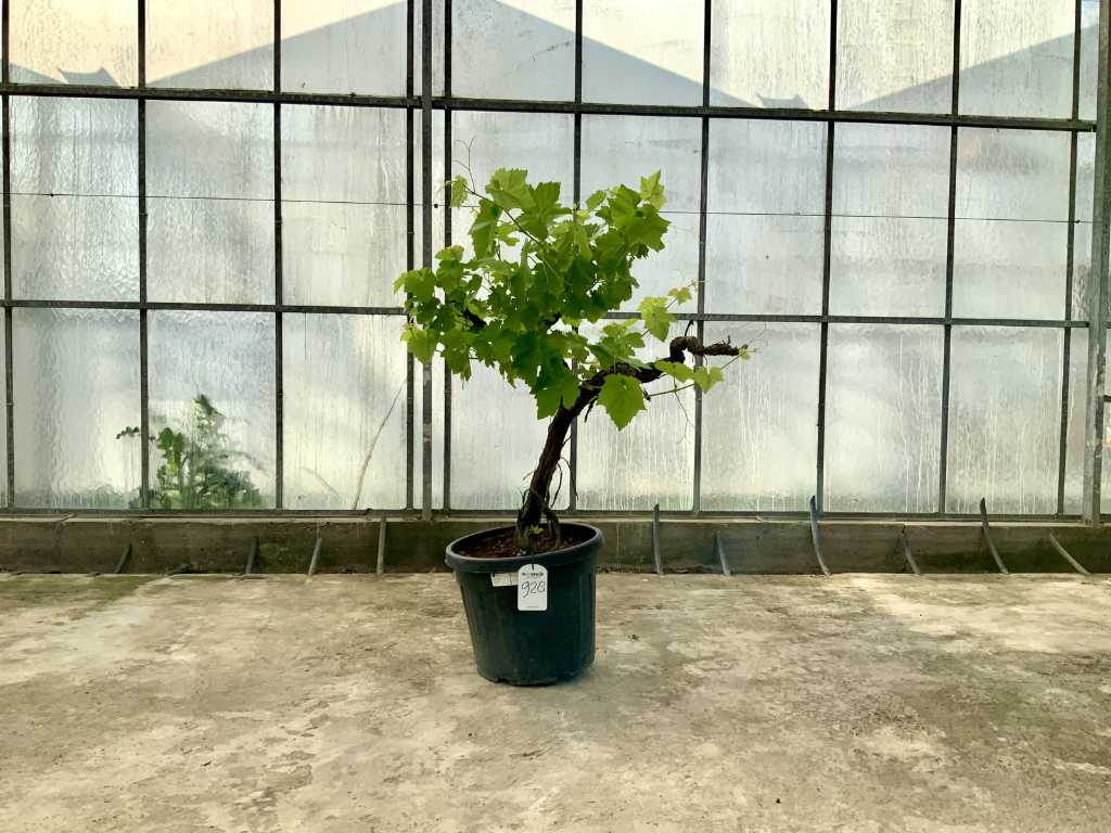 drzewo winogronowe (Vitis Vinifera)