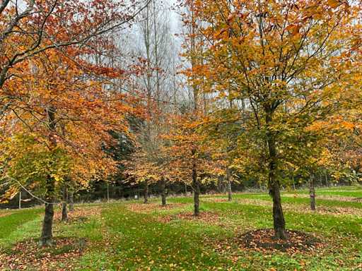Fagus sylvatica 'Atropunicea' (26x)