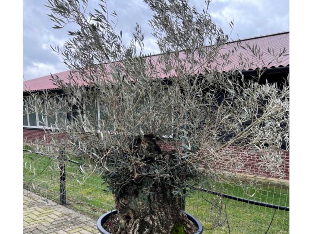 Olivenbaum. Stammumfang 120 - 140 cm. 