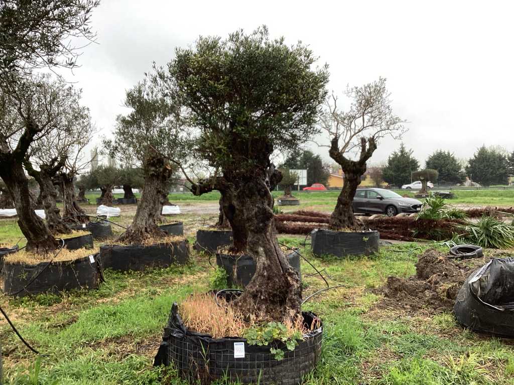 Centuries-old olive tree in basket