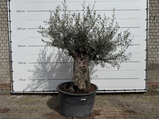 Olivenbaum-Bonsai – Olea Europaea – ca. 80 Jahre alt – Höhe ca. 220 cm