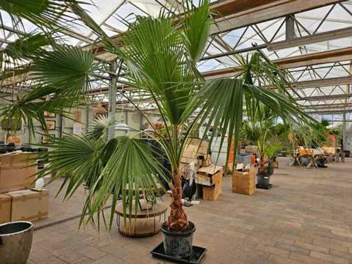Imposant palmier Washingtonia - Hardy à -7°C - 300 cm