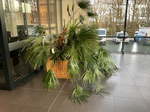 Dwarf palm tree Mediterranean tree