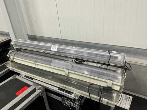 Lumière noire fluorescente (8x)