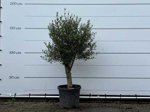 Olive tree Florida - Olea Europaea - environ 15 ans - hauteur environ 170 cm