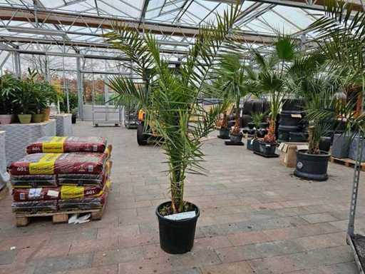 Impunător palmier phoenix (palmier curmal) - 200 cm - cu un aer mediteranean