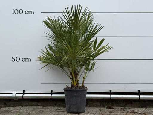 Palmier pitic european - Chamaerops Humilis - înălțime aprox. 90 cm