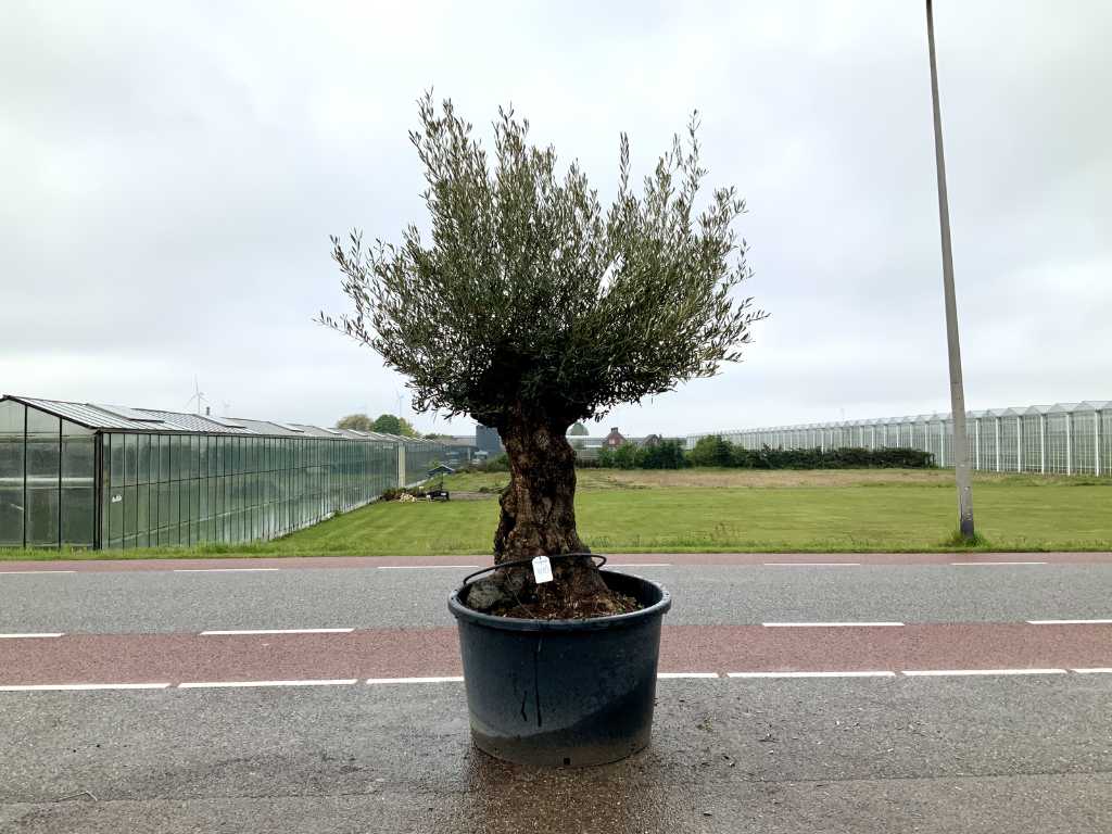 drzewo oliwne (Olea Europaea Lessini)
