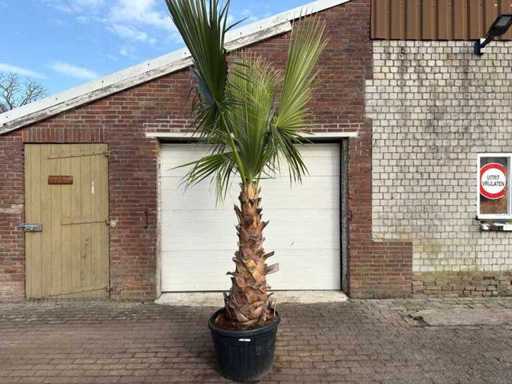 Meksykańska palma wachlarza - Washingtonia robusta - wysokość ok. 280 cm