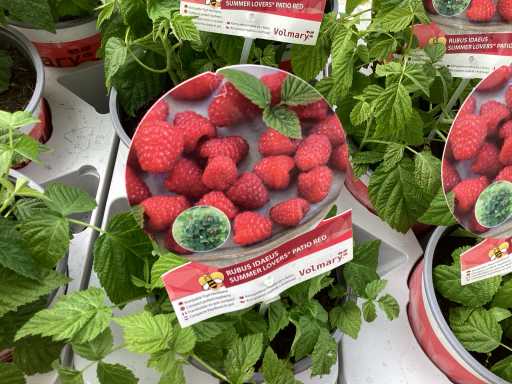 Fruitstruiken - Frambozen (x5)